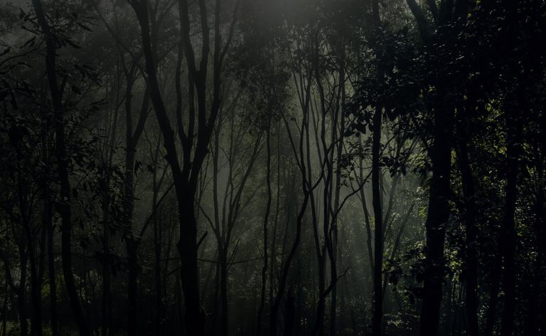 forest-banner